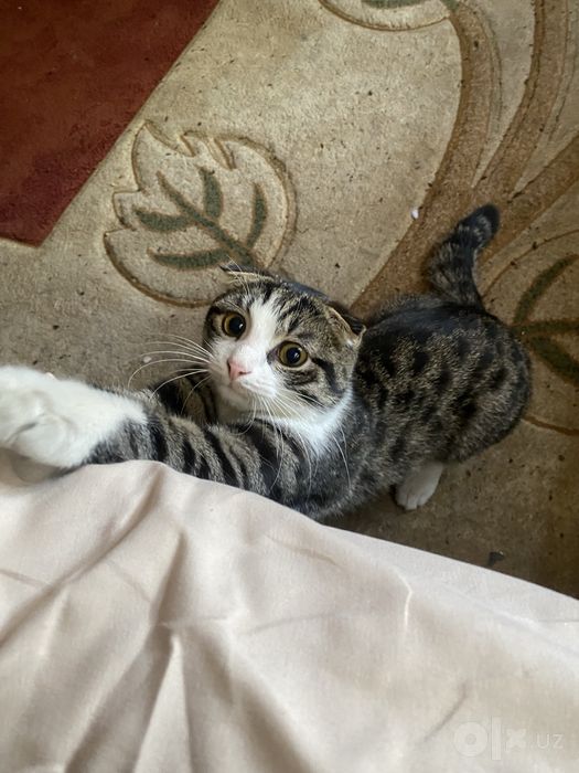 Scottish fold (Шотландская вислоухая)