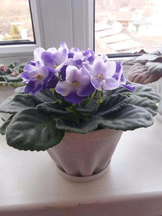 Фиалки сортовые разные