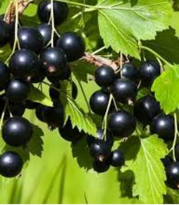 Смородина ко'чати бо'р хосилни яхши беради