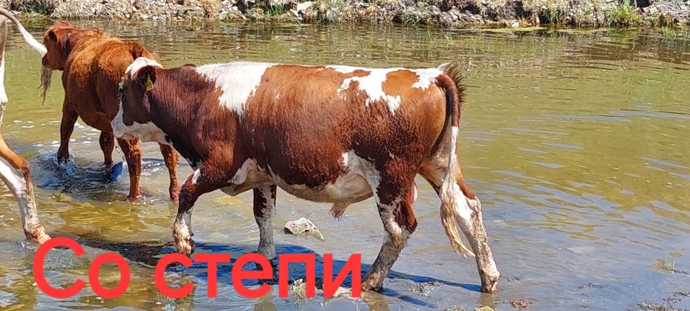 Продаются быки с откорма, со степи.