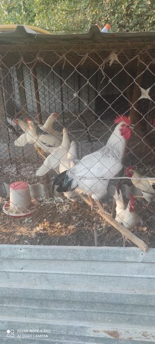 Продам петухов разных