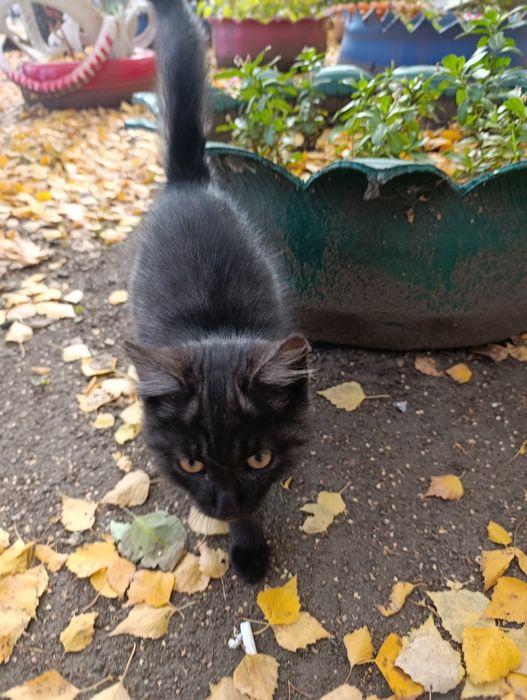 Котик,молодой котёнок