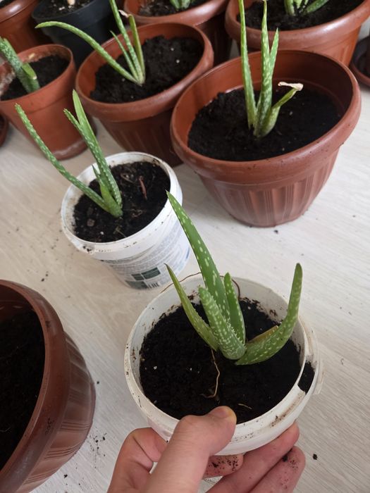 Алоэ-Вера, цветы