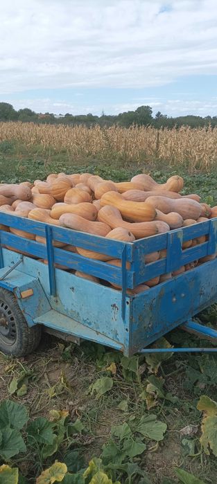 Тикви цигулки продавам