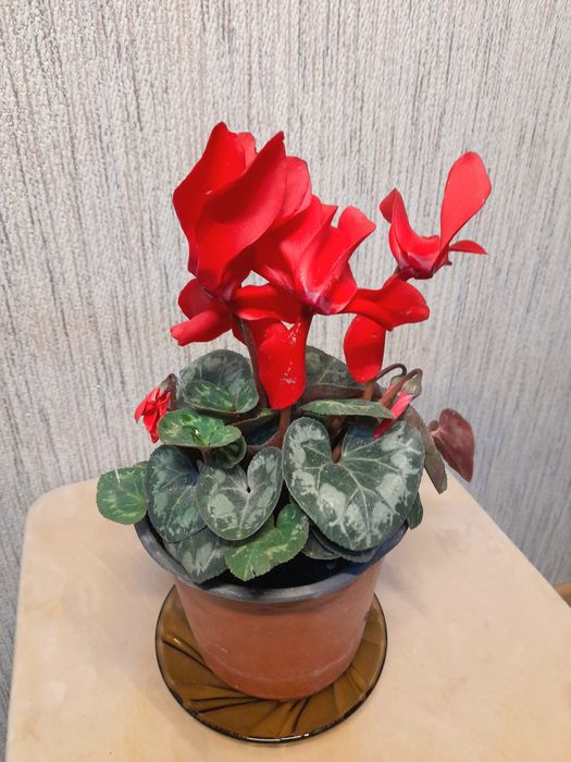 Продам Цикламен с крупными цветами