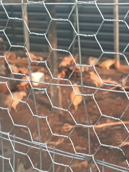 Fazani comuni de vanzare