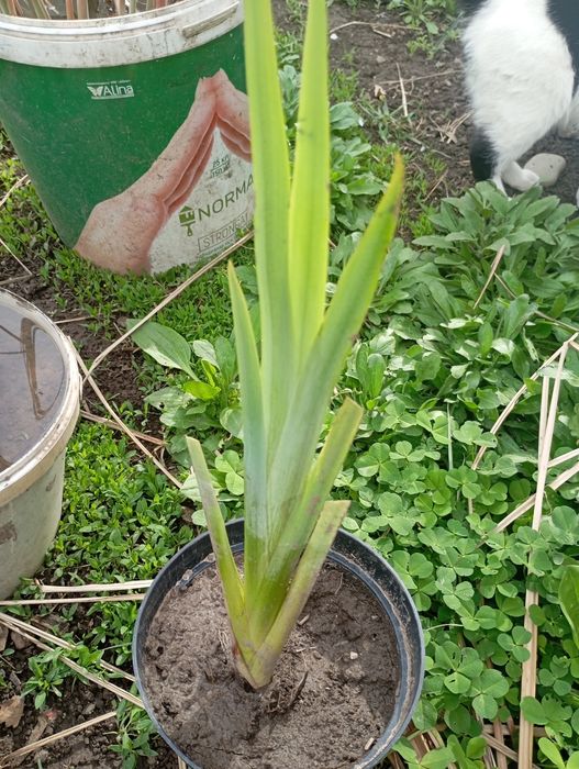 Растения для пруда