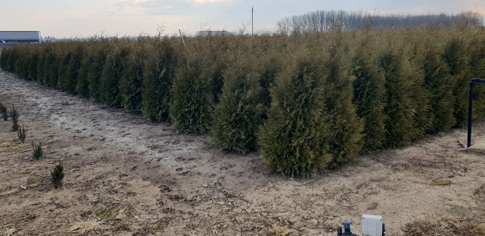 Tuia de mai multe dimensiuni ideală pentru un gard foarte frumos