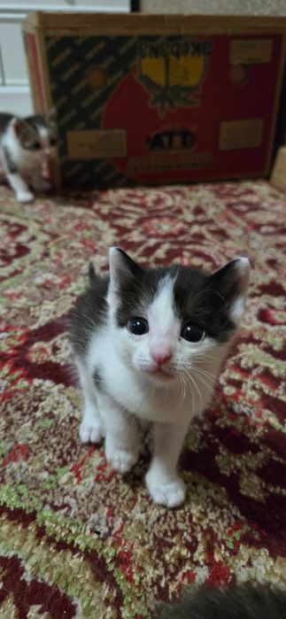 Отдам котят в добрые руки