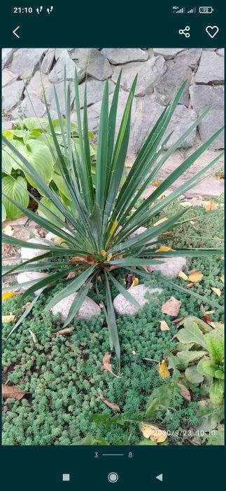 Юкка нитчатая, папоротник,  хосты для сада