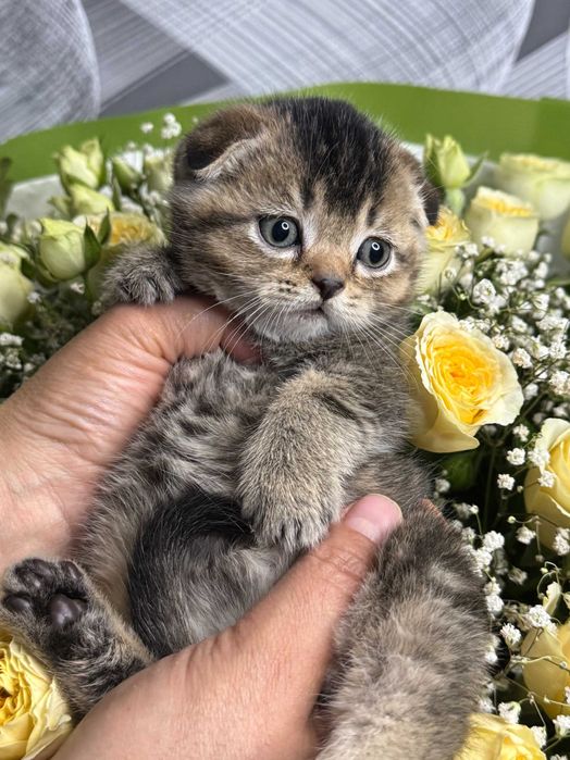 вислоушки мальчики