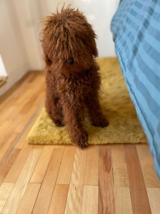 Poodle mascul de 7 luni, superb, red intens, provenit din părinți cu pedigree