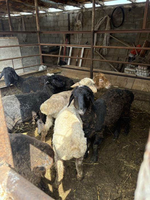 Қойлар сатылады срочно