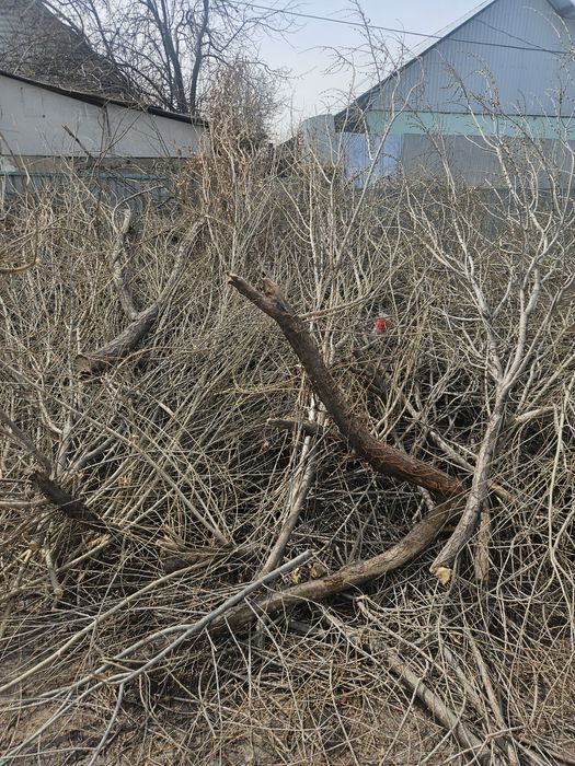 Тегын агаш шыбык тегын бесплатно