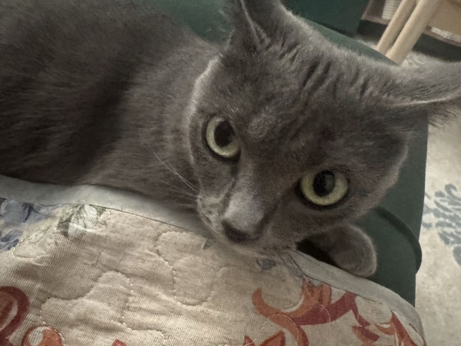 Кошка серая красивая