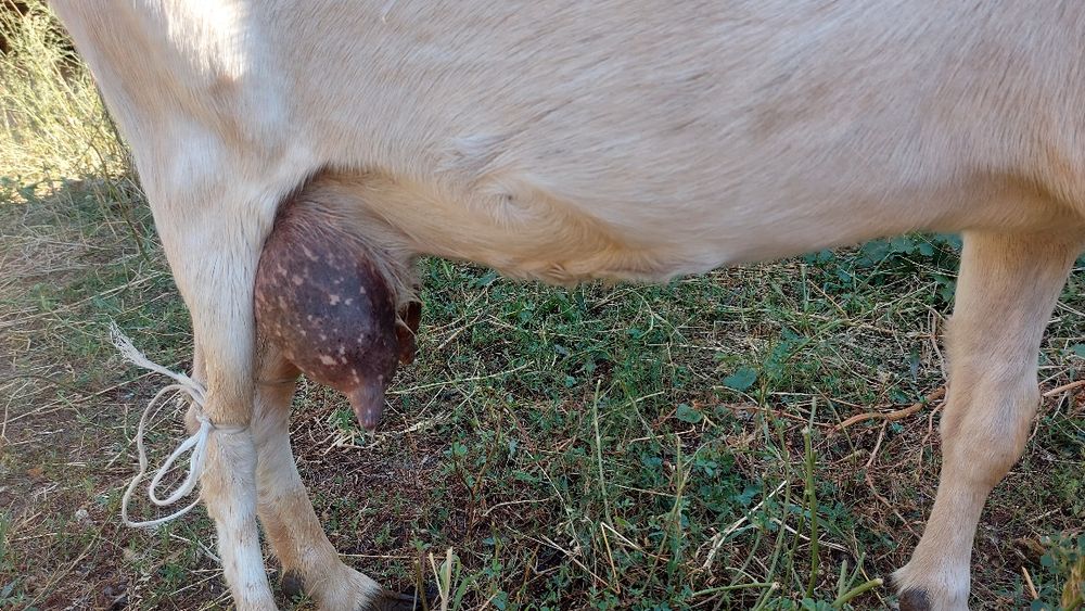 Ешкі коза заанен