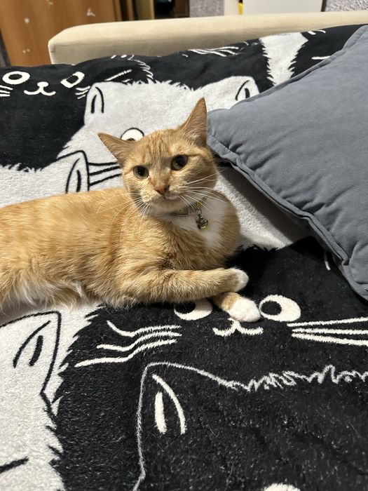 Отдам кошку в добрые руки