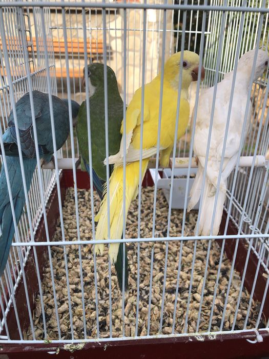 Papagali vorbitori blanzi calugari micul alexandru