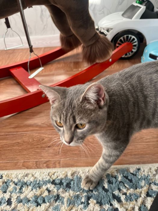 Найден котенок ищем хозяина