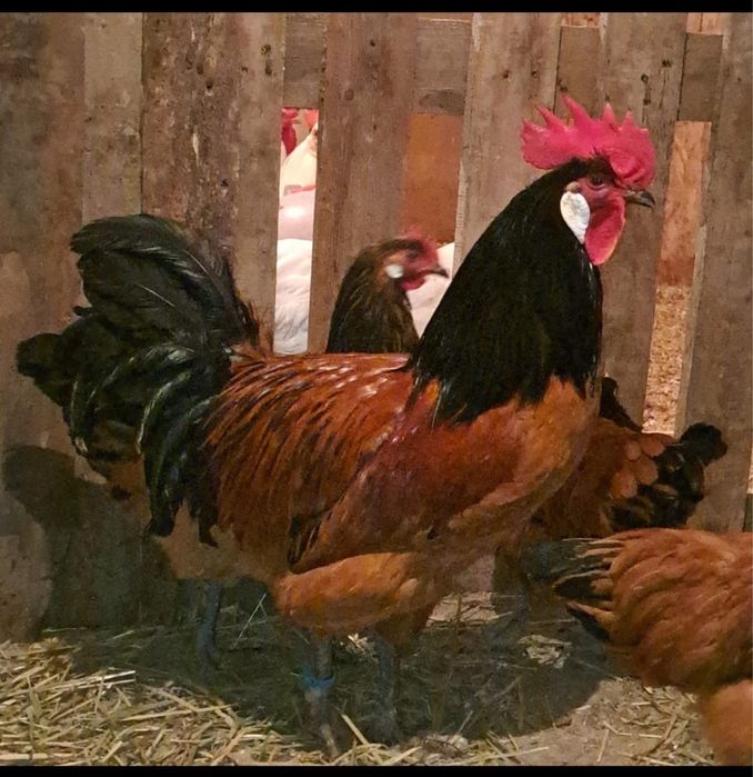 Продам готовый бизнес