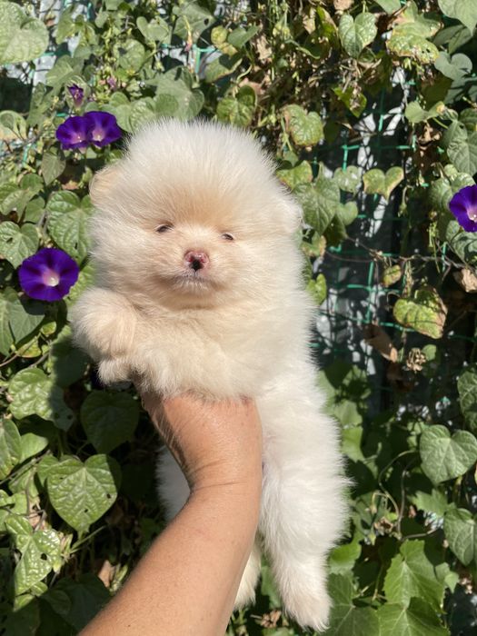 Щенки шпица