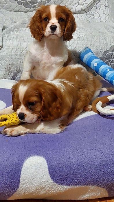 Малки сладки кавалер кинг чарлз шпаньол