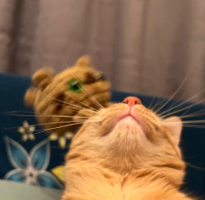 Pisica grasuta de plus crosetata manual cu agatatoare