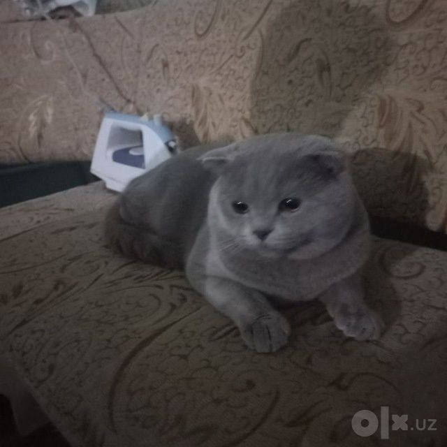 Зотдор эркак мушук сотилади.