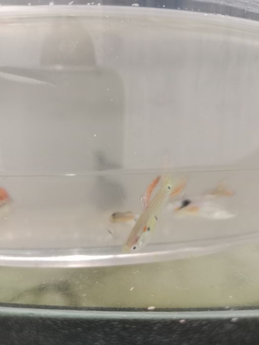 Аквариумный рыбка