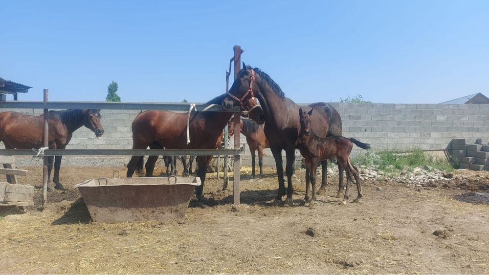 Саумал көзбе-көз. Қымыз