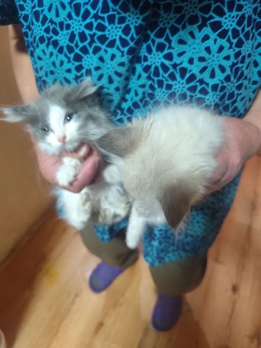 Котята   сиамские