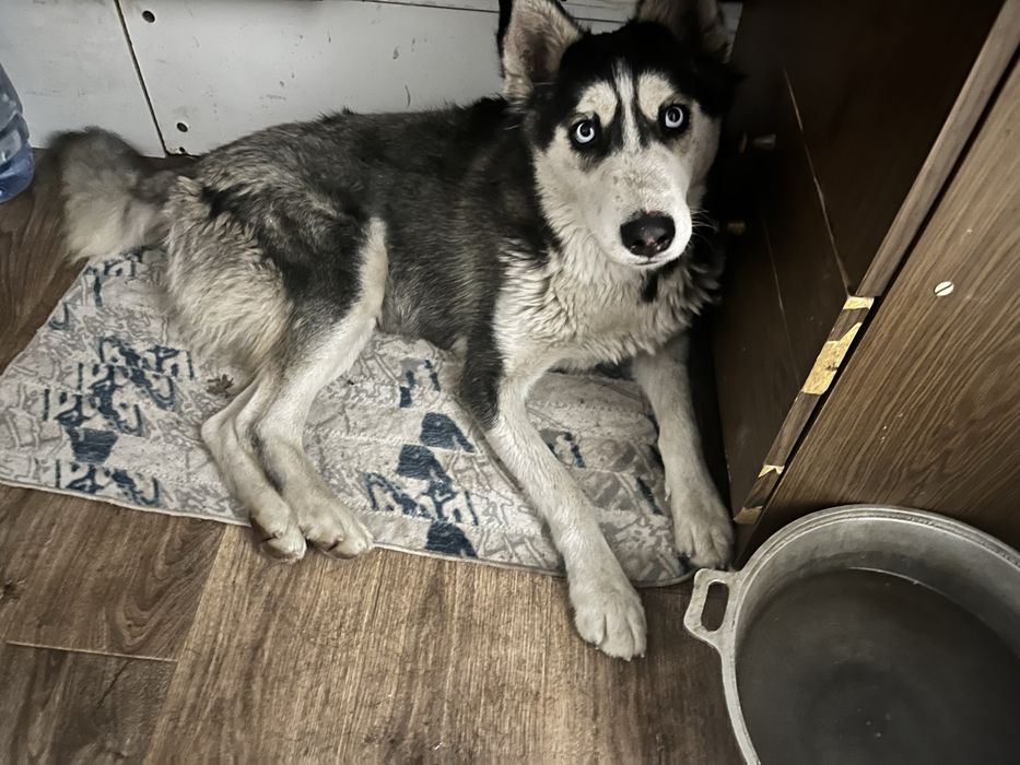 Нашли собаку девочка Хаски