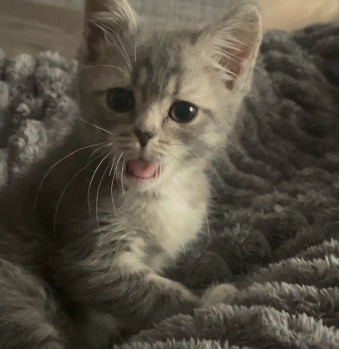 Отдам в добрые руки котенка