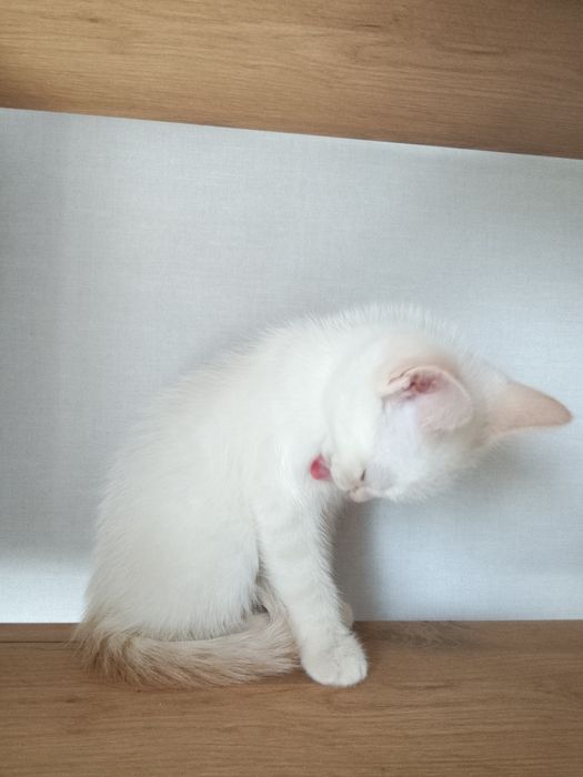 Котёнок 1 месяц, сиам