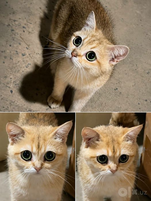 Golden shaded zotli mushuk