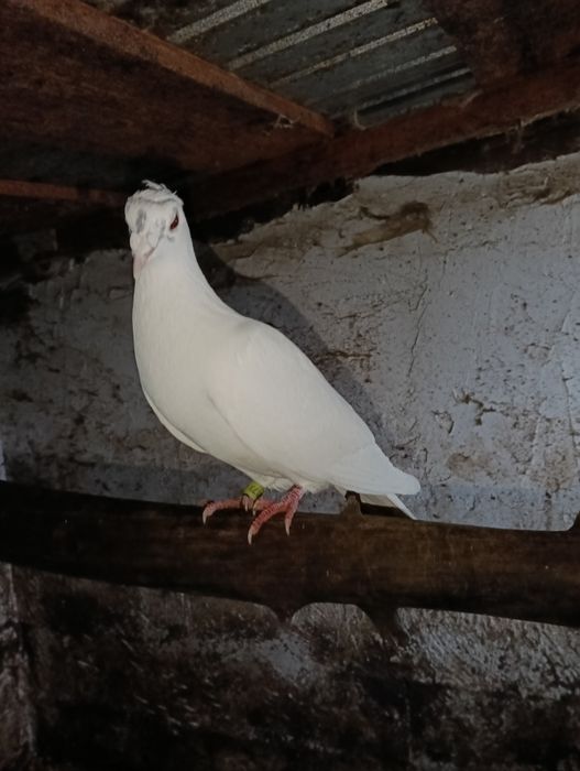 Vând 9 porumbei voiajori