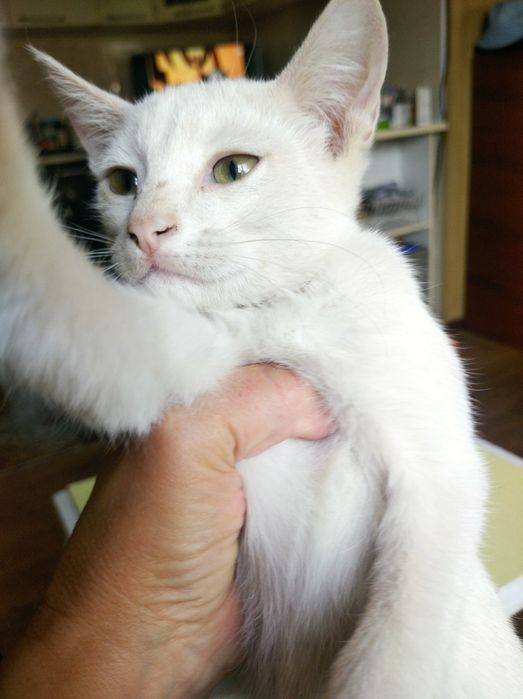 Отдам в хорошие руки