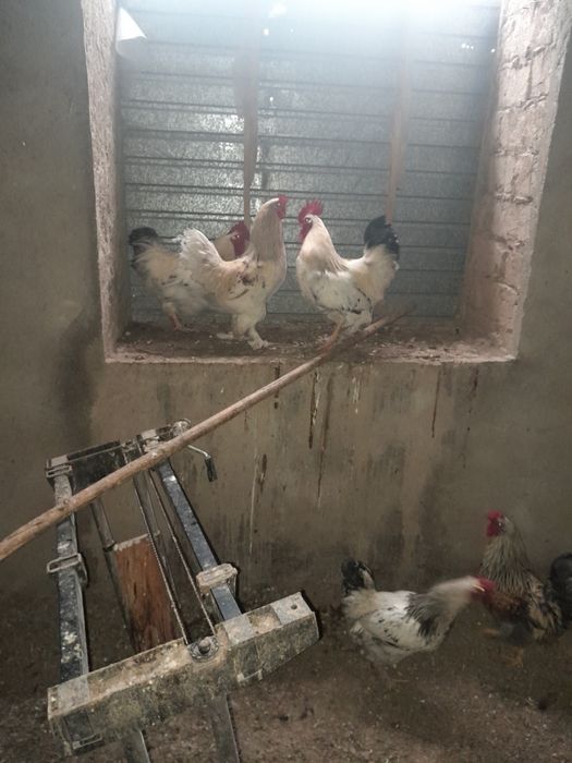 Продаются петухи