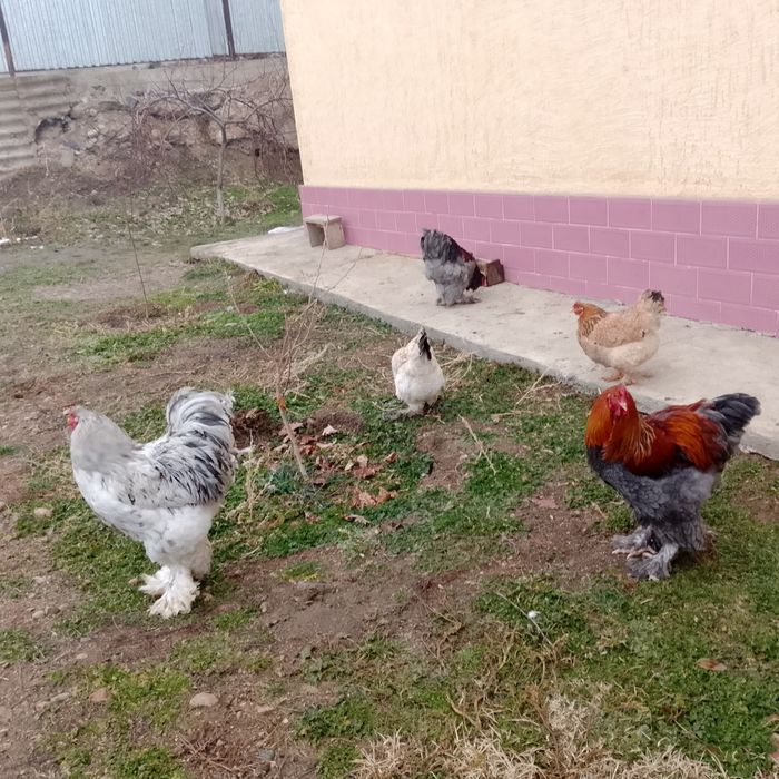 Обменяю куры брама