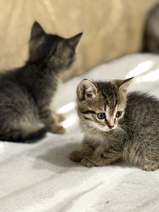 Милейшие котята