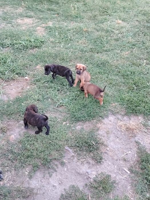 Подаряват се кученца