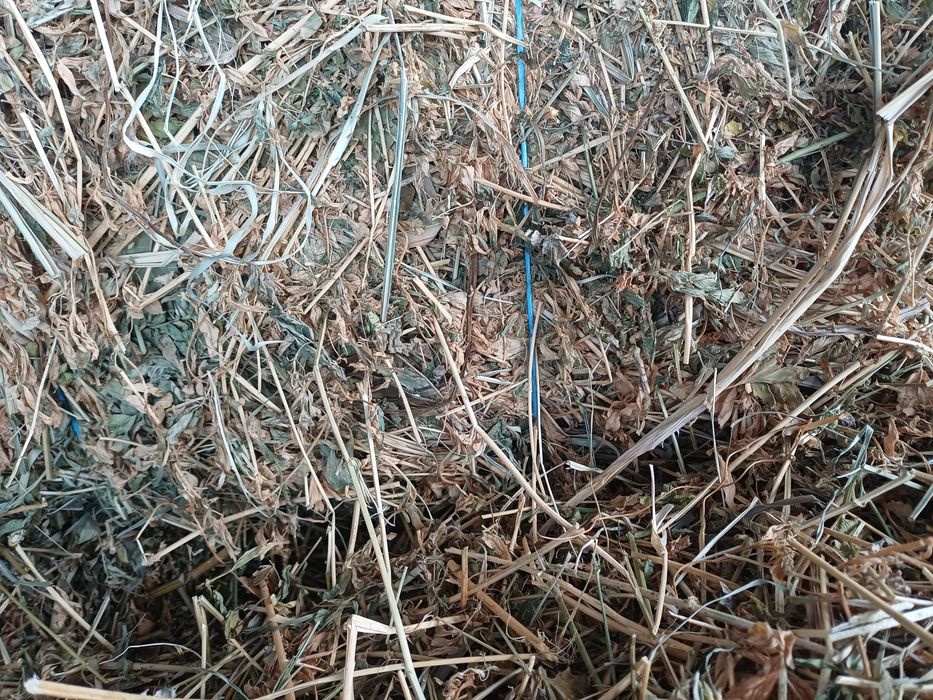 Vand balotii lucerna/trifoi