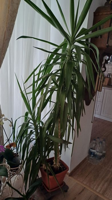 Yucca de apartament 2 m