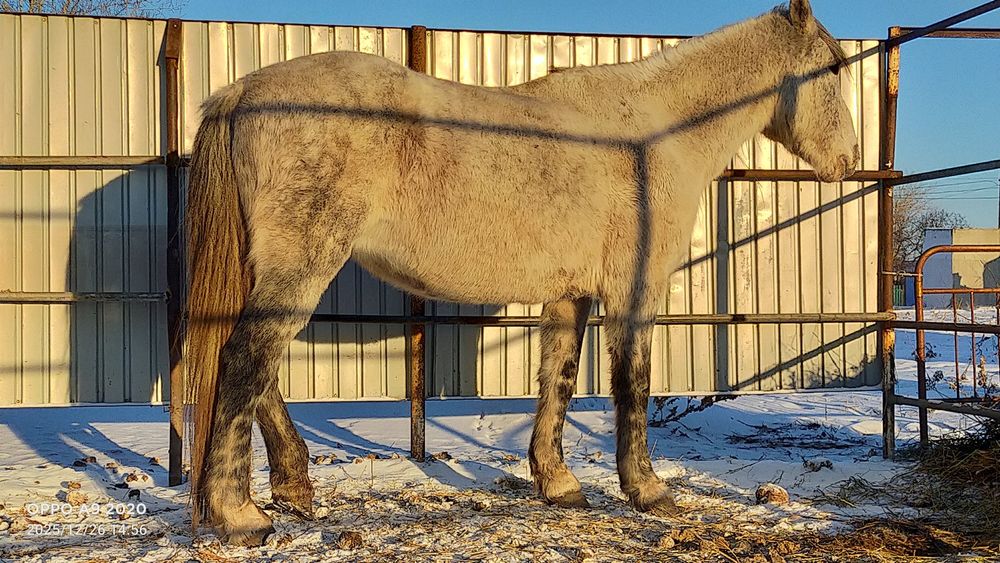 Бие 6 жасар Чаглинка