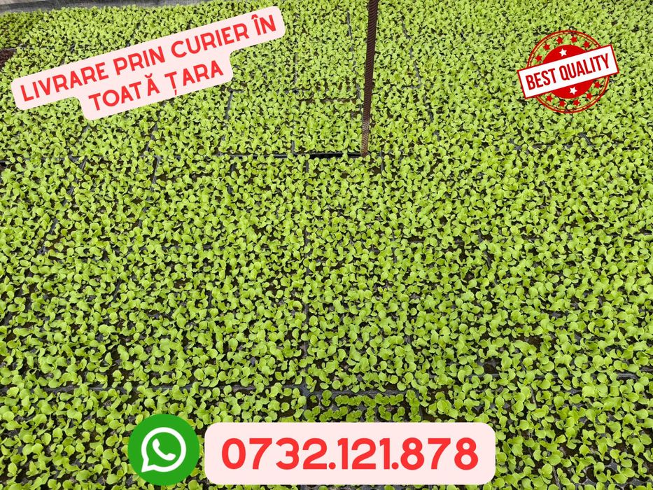 Răsad salată verde/creață verde/creață roșie - livrare prin curier