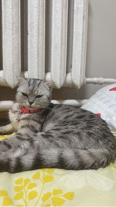 Кошка хорошый  , малынкы чысты  Шотланскы