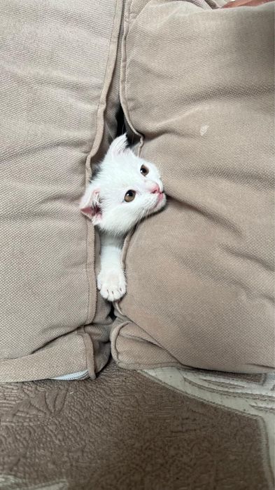 Котёнок 4 месяца, шотландец