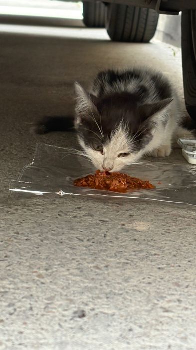 Уличный котенок ищет дом