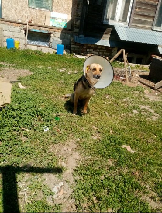 Домашняя передержка