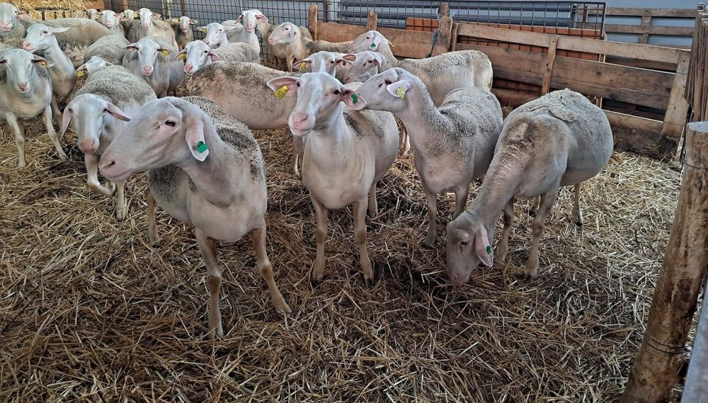 Oi lacaune cu pedigree pt pretentiosi !